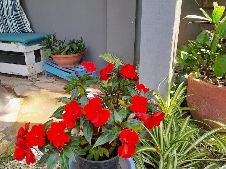 בית מלון כפרי Pousada Flora Búzios