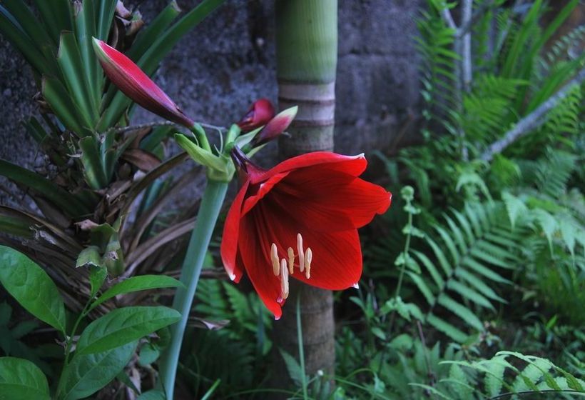 Bed and Breakfast Winaposa Villas And Warung Pudak