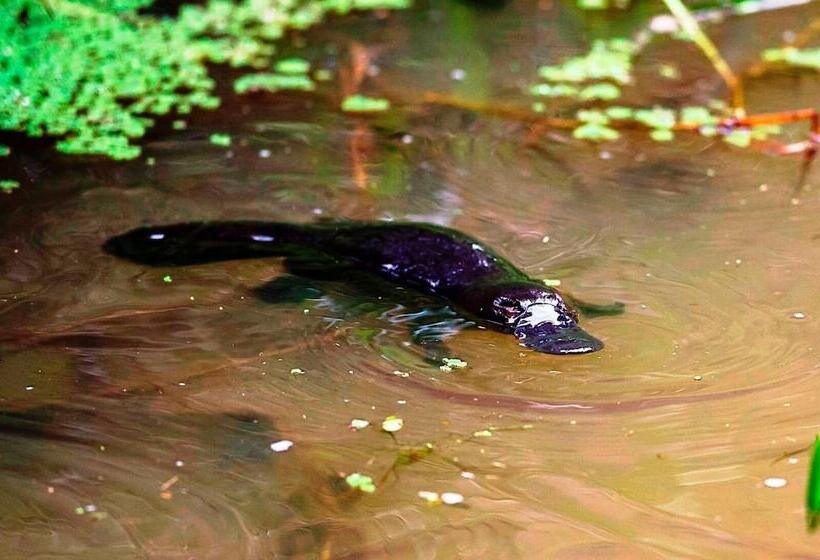 Общежитие On The Wallaby Lodge