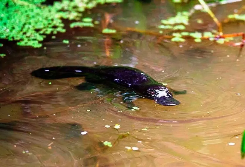 Retkeilymaja On The Wallaby Lodge