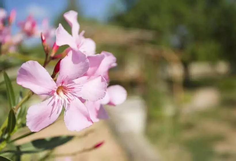 Majatalo Las Mariposas Ibiza