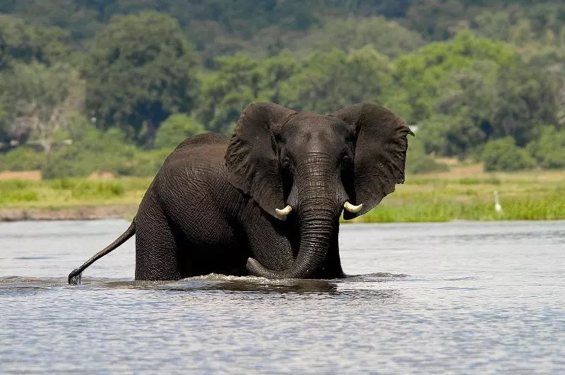 هتل Imbabala Zambezi Safari Lodge