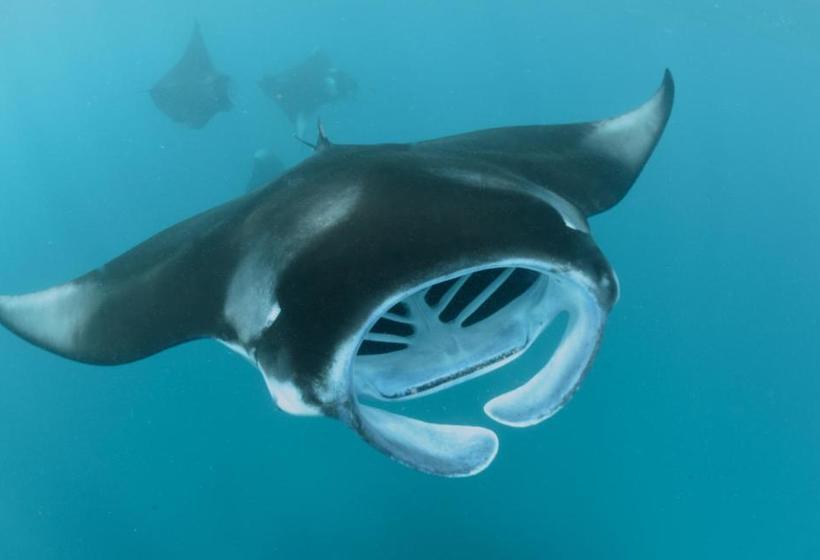 پانسیون Hanifaru Transit Inn