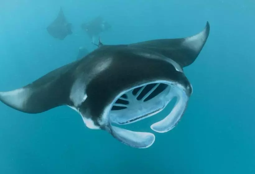 پانسیون Hanifaru Transit Inn