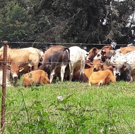 בית מלון כפרי Hoyo Hoyo Machadostud Lodge