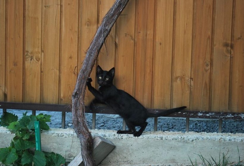 Отель Old Borjomi