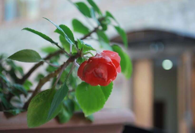 Отель Old Borjomi