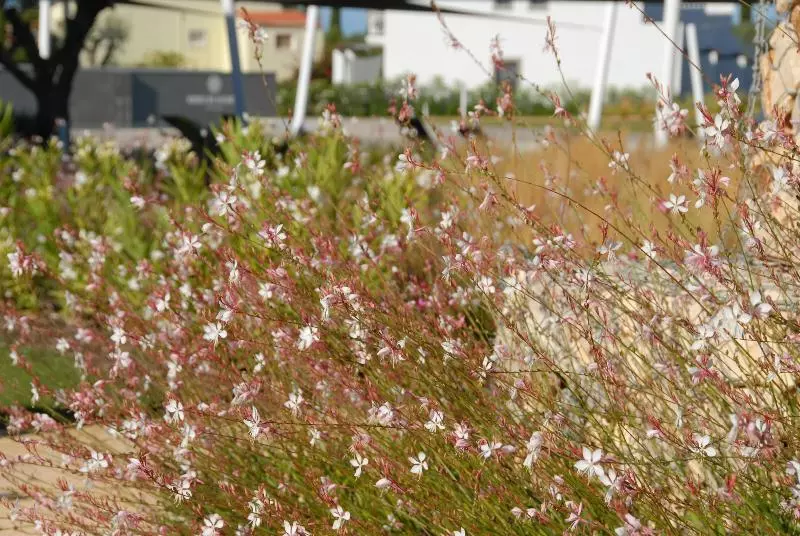 Quinta Do Algarvio Village