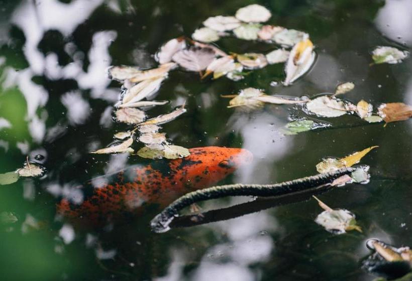 פנסיון Black Mountain Lodge