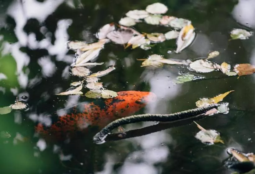 Majatalo Black Mountain Lodge