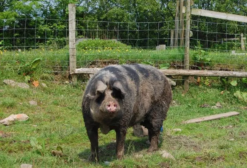 هتل Clyne Farm Centre