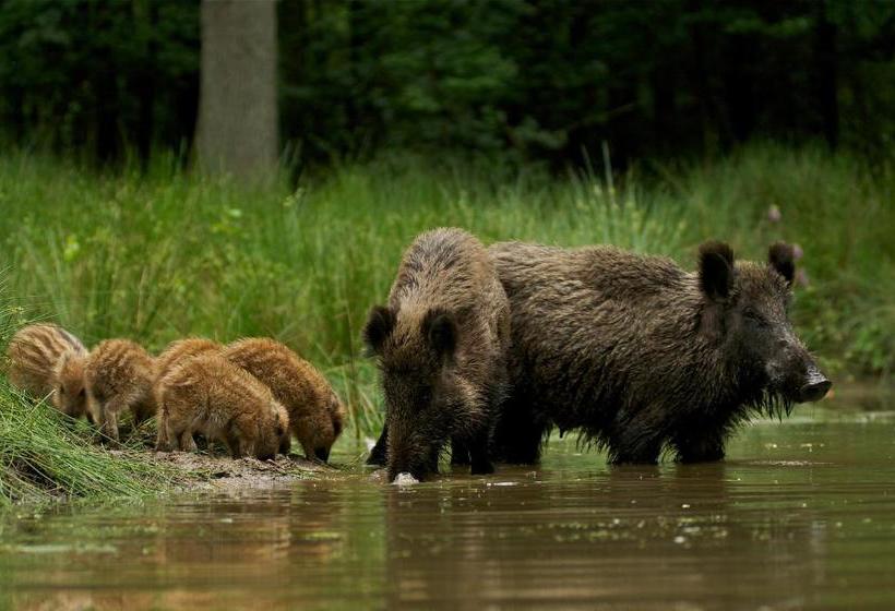 Отель T Witte Hoes