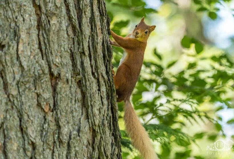 بنسيون Foyers Bay Country House