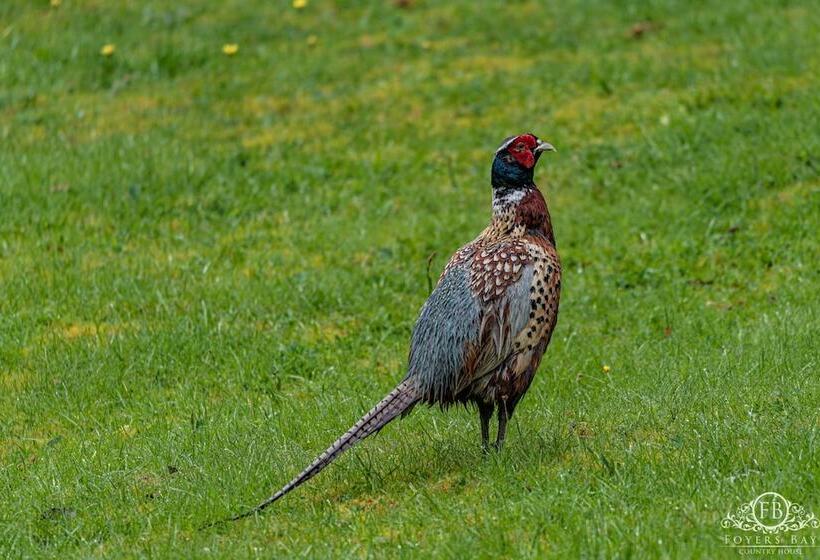 بنسيون Foyers Bay Country House