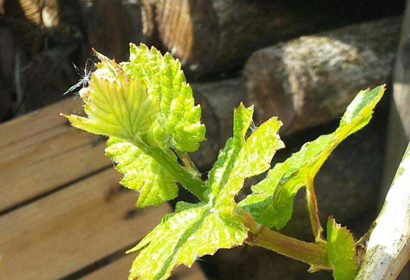 펜션 Das Gästehaus In Valwig