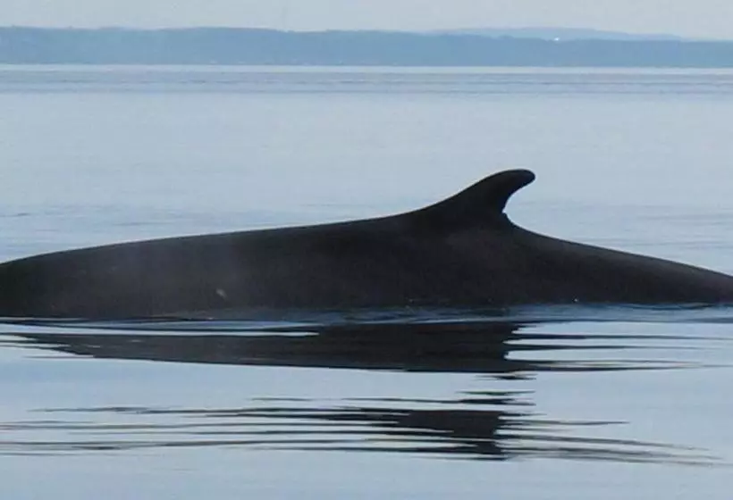 Auberge Du Café Chez Sam