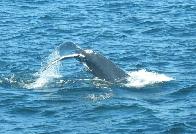 فندق صغير Auberge Du Café Chez Sam