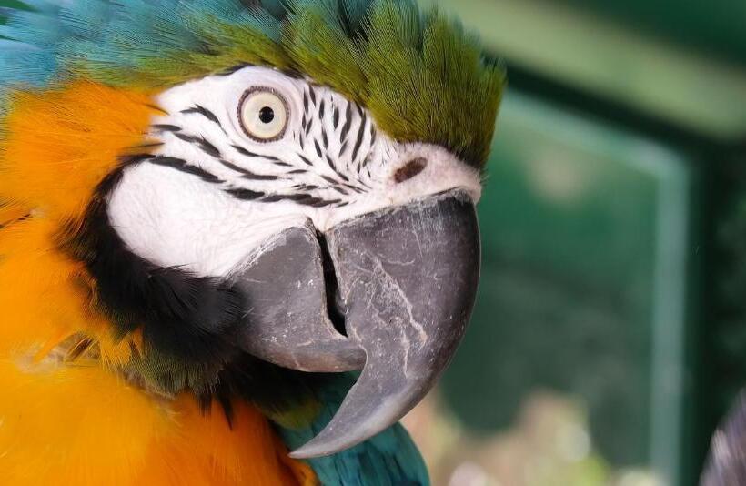 בית מלון כפרי Ciuci S Manor