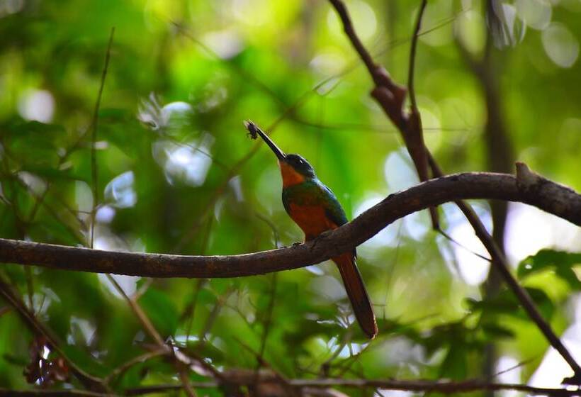 پانسیون Pousada Do Gunga