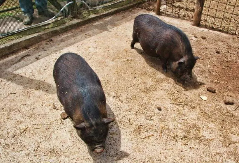 ホテル Agriturismo La Chiana