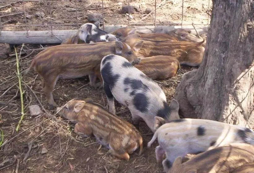 ホテル Agriturismo La Chiana