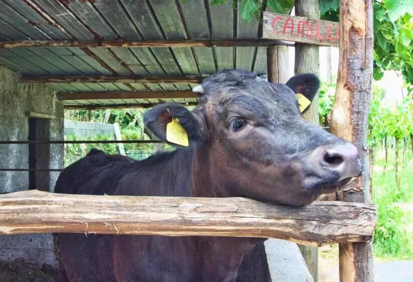 ホテル Agriturismo La Chiana