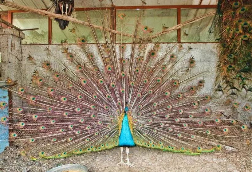 ホテル Agriturismo La Chiana