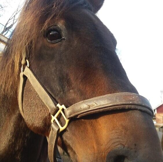 ホテル Valkeisen Loma