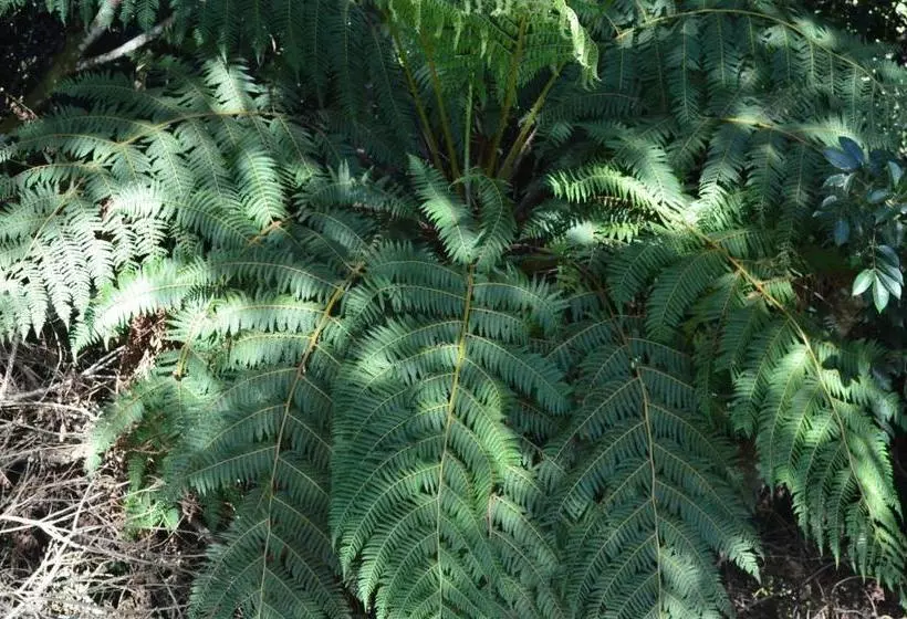 ペンション Pousada Da Lua São Pedro