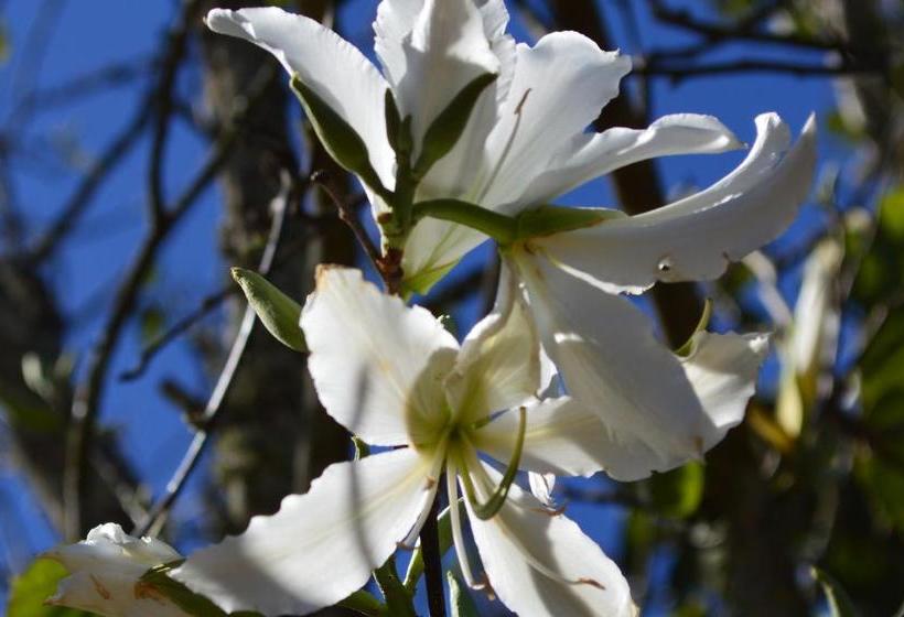 ペンション Pousada Da Lua São Pedro