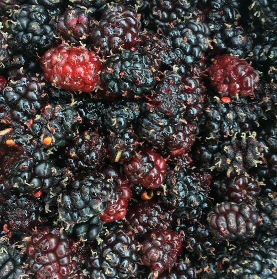 Costa Residence Vacanze