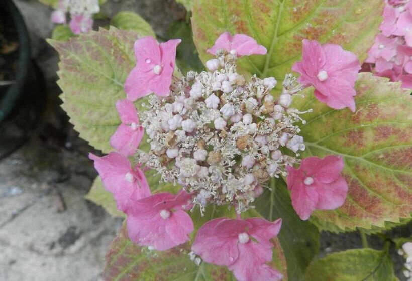 پانسیون Residenza Di Paese Castello Del Poggio