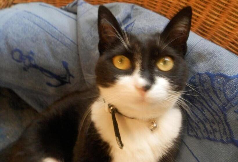 پانسیون Residenza Di Paese Castello Del Poggio