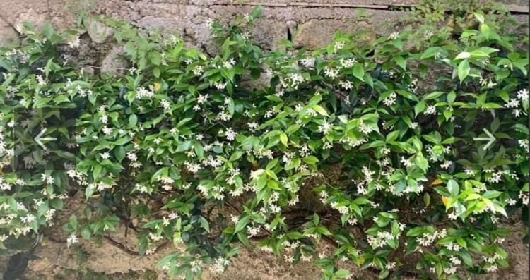 펜션 Villa Striano Capri Luxury Rooms