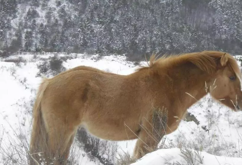 پانسیون Fonda Domingo