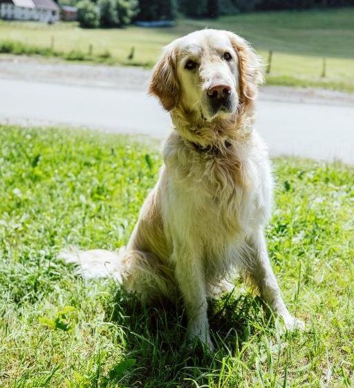 旅馆 Landgasthof Zum Hammerschmied