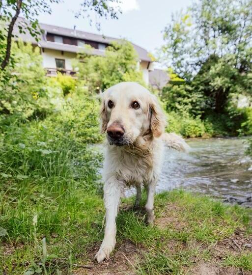 旅馆 Landgasthof Zum Hammerschmied