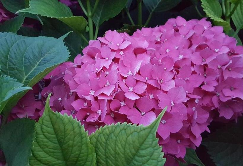 فندق La Ferula Bed&pool