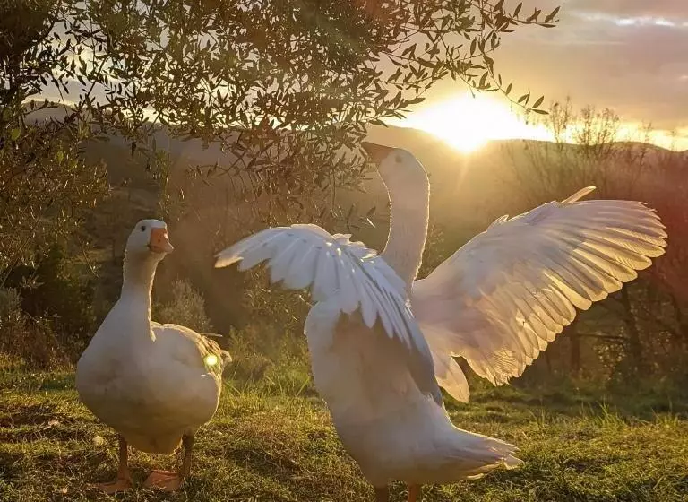 ホテル Siena House