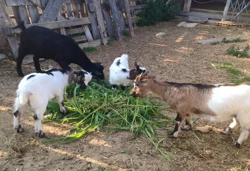 Hotelli Agriturismo Fattoria Dell'uliveto