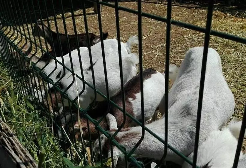 Hotelli Agriturismo Fattoria Dell'uliveto