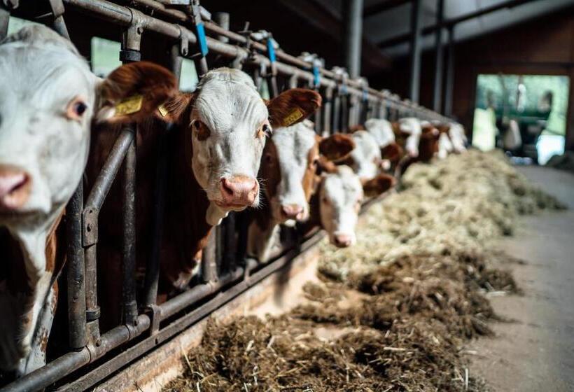 فندق Prechtlhof In Flachau