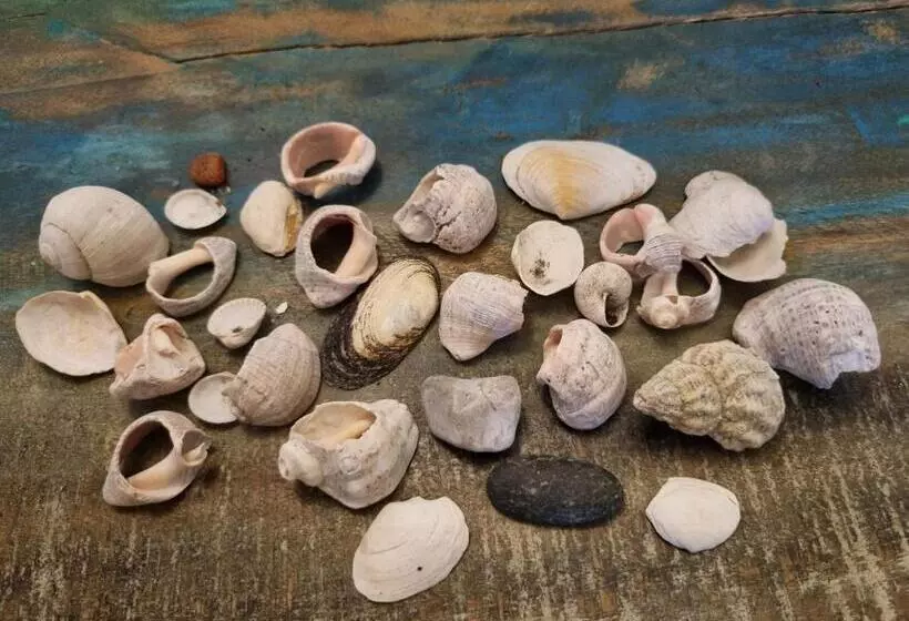 پانسیون Birutes Apartments