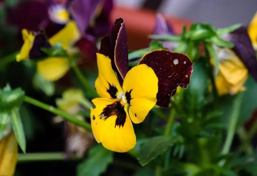 Majatalo Casa De Vacanta Razvan Si Andrei