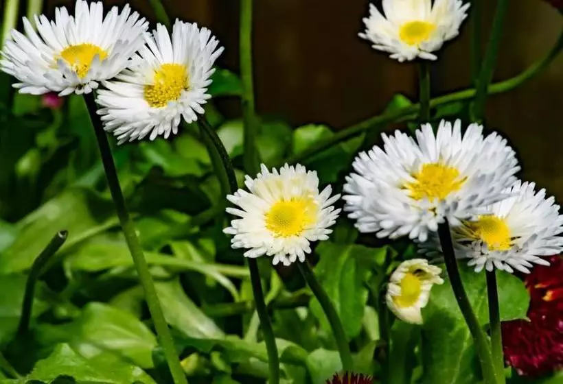 Majatalo Casa De Vacanta Razvan Si Andrei