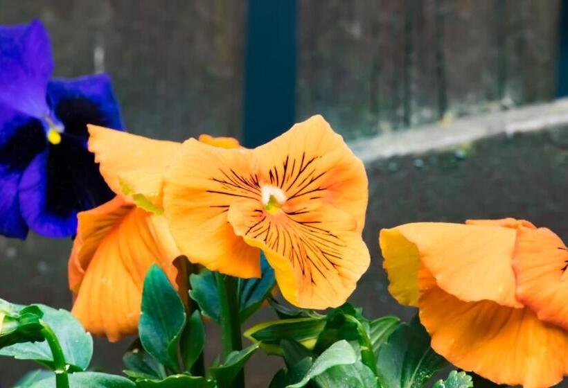 פנסיון Casa De Vacanta Razvan Si Andrei