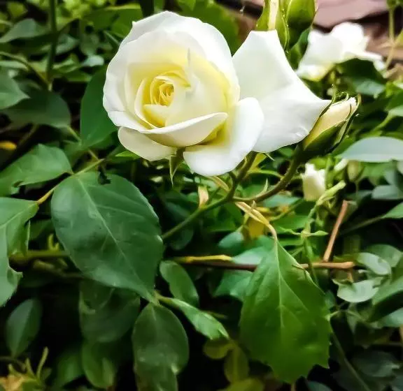 Majatalo Casa De Vacanta Razvan Si Andrei