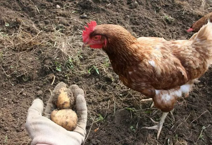 ホテル Agriturismo Cascina Cornella