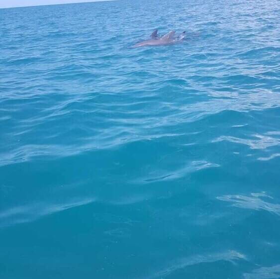 پانسیون Waikiki Guest House