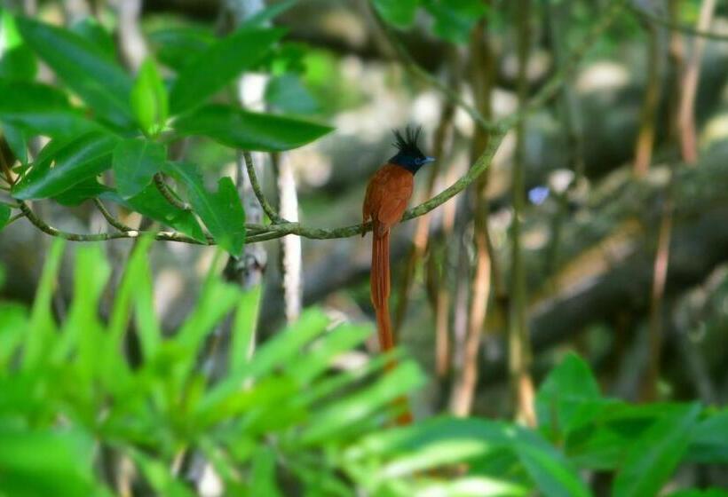 ペンション Sethra Villa Bentota